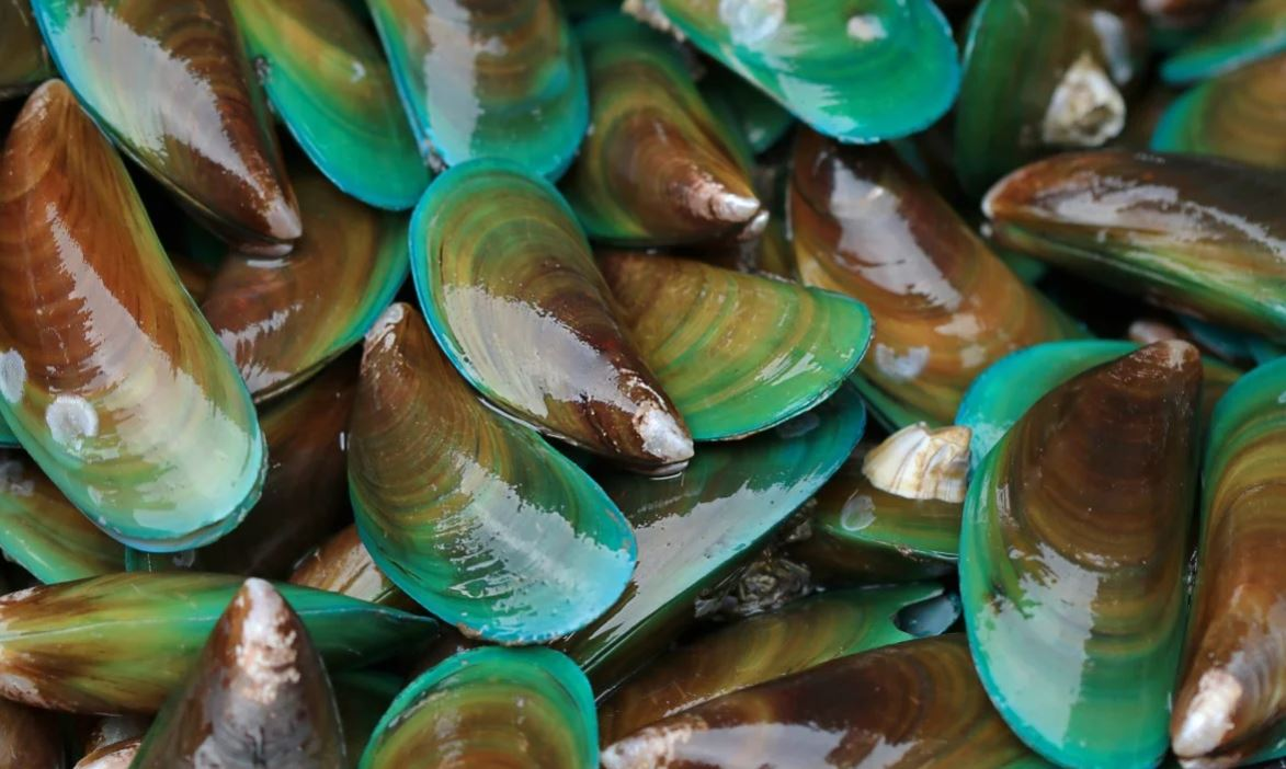 Giá vẹm xanh tại nhiều địa phương dao động từ 15.000–25.000 đồng/kg tại bè và lên đến 40.000–50.000 đồng/kg khi vào nhà hàng, đặc biệt vào cao điểm du lịch. Giúp người nông dân có mức thu nhập từ vài trăm triệu cho đến 1 tỷ đồng mỗi vụ tùy theo quy mô nuôi.