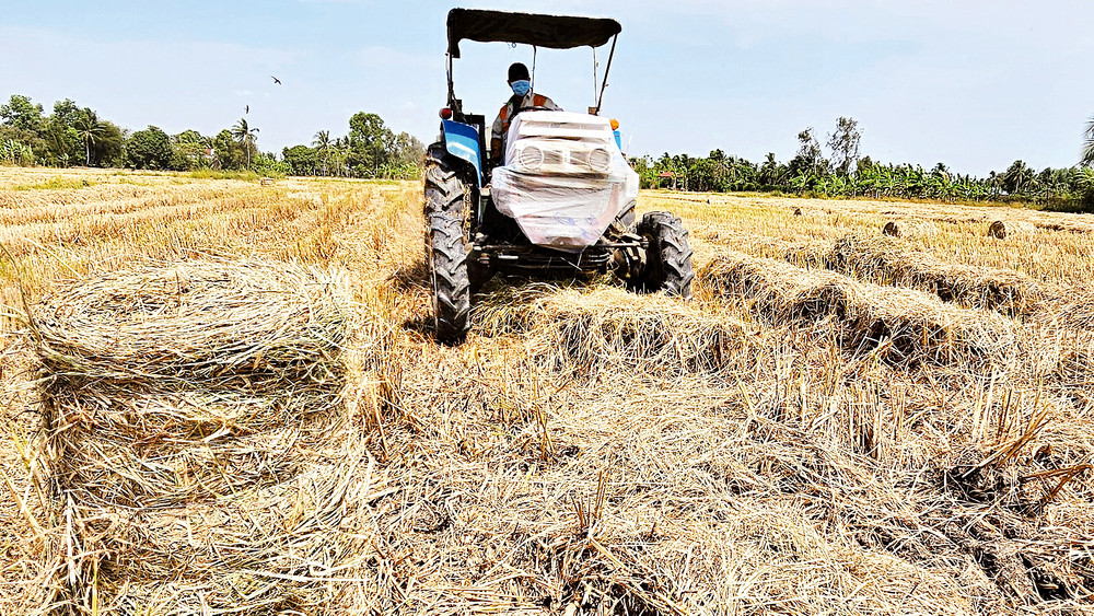 Thứ từng bị vứt bỏ nay lên đời thành đặc sản vàng mềm giúp nông dân kiếm tiền làm giàu 2 Trước đây gom rơm phải làm thủ công, vừa mất sức vừa không hiệu quả, thì hiện nay máy cuốn rơm đã làm thay đổi hoàn toàn cách làm.