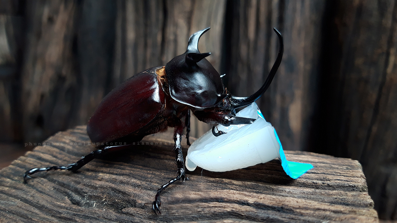 Với nhiều người, nuôi bọ cánh cứng không chỉ mang tính sưu tầm mà còn giúp nâng cao hiểu biết về sinh học và sự đa dạng của thế giới côn trùng.