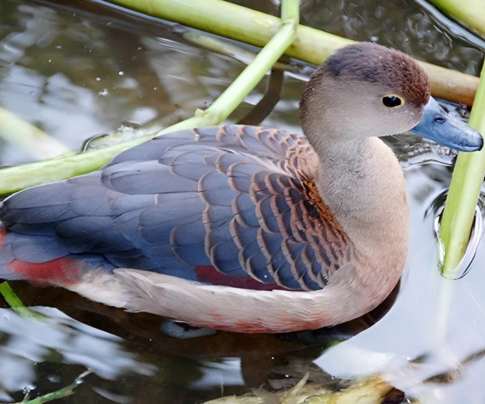 Le le vốn là loài chim hoang dã nhưng đã được nhiều người thuần hóa nuôi trong ao nhà, trở thành vật nuôi chủ lực của một số hộ nông dân.