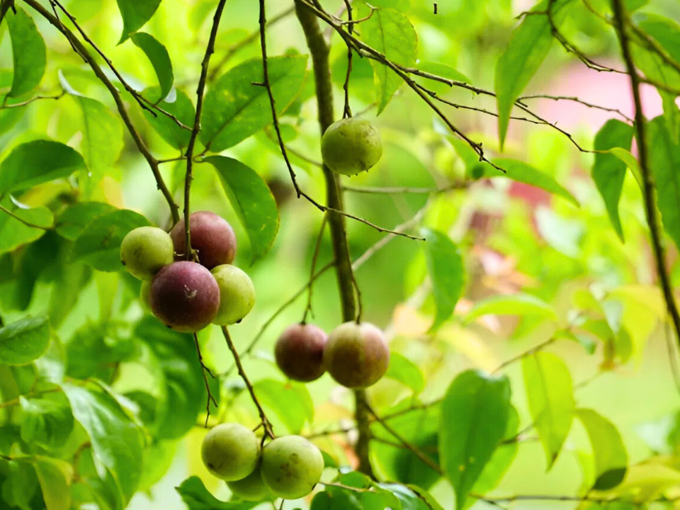 Xưa chỉ là loài cây mọc dại, trồng ở bờ rào nay hồng quân đổi đời thành đặc sản. Bạn có thể tìm kiếm nhiều loại quả này ở các khu chợ địa phương. Giá dao động từ 60.000-80.000 đồng/kg.