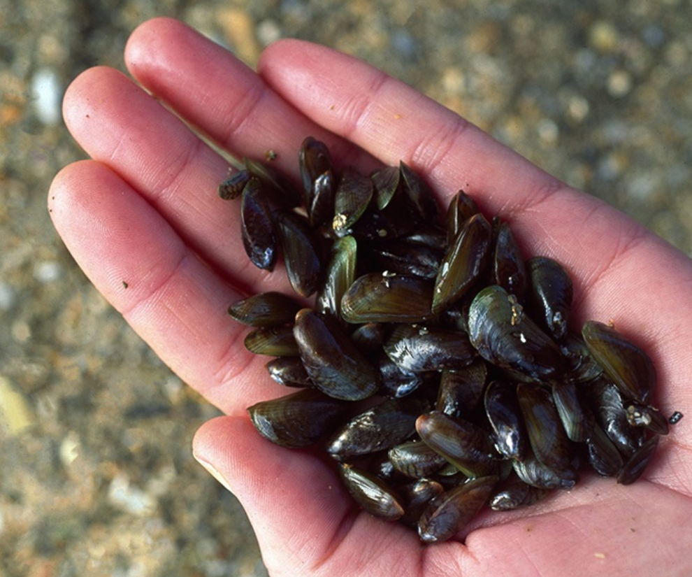 Vẹm thường sinh sản và sống từ tự nhiên, bà con có thể lấy giống về sau đó nuôi treo trên các bè nuôi. Có thể nuôi vẹm riêng lẻ hoặc xen kẽ với tôm hùm, sò, các loại cá khác.