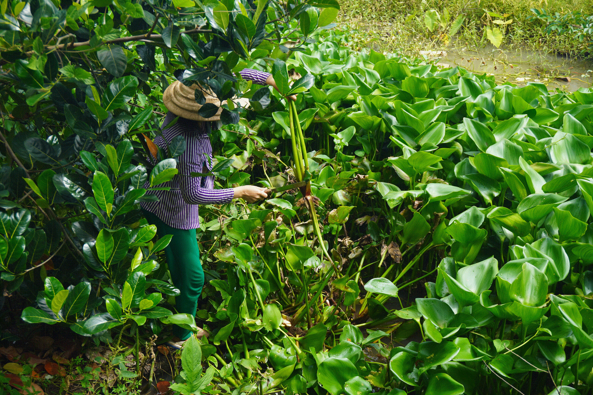 Thông thường, đối với một cây lục bình trưởng thành, thân cây khoảng 60cm mới được thu hoạch. Lục bình khi thu hoạch được chọn lọc, loại bỏ lá, đem phơi nắng khoảng một tuần sẽ thành nguyên liệu để đan các sản phẩm.