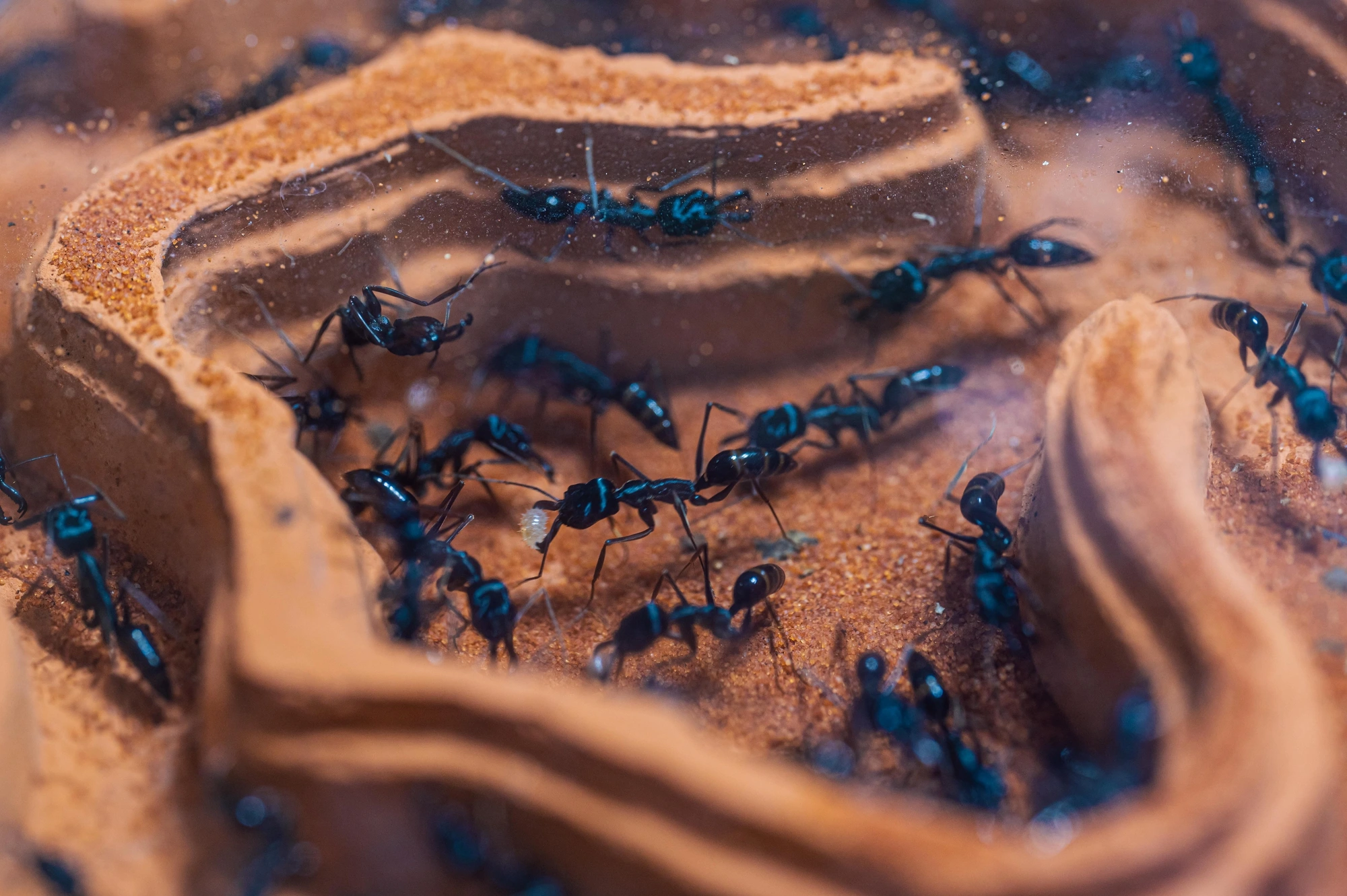 Công đoạn quan trọng nhất khi nuôi kiến là gây dựng đàn ổn định, đặc biệt là giai đoạn chăm sóc kiến chúa.