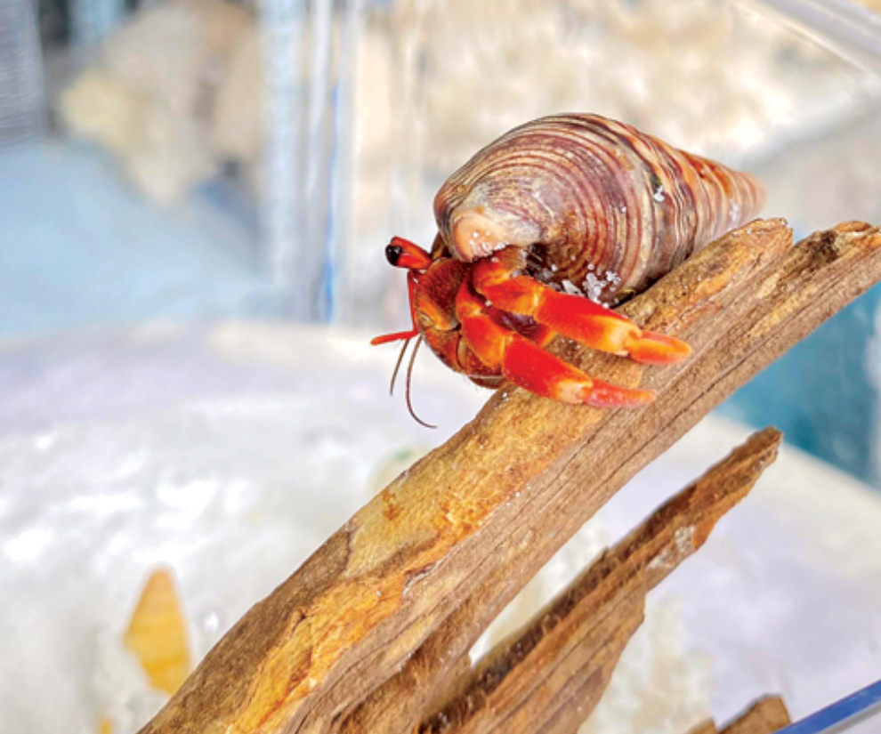 Chi phí đầu tư ban đầu để nuôi ốc thường ở mức vừa phải, chủ yếu cho bể nuôi, phụ kiện cơ bản và con giống. Đây được xem là lựa chọn phù hợp với người mới bắt đầu tìm hiểu thú chơi sinh vật cảnh độc lạ.