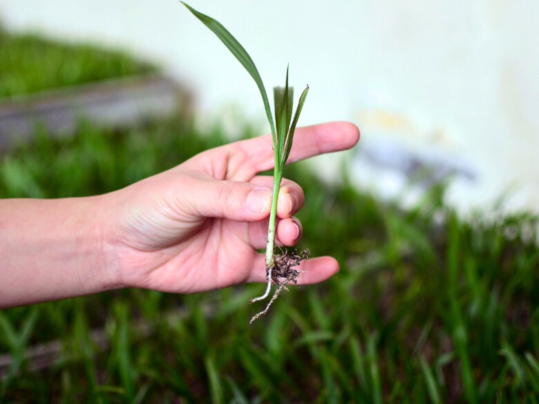 Nhiều chuyên gia nhận định nếu không có quy hoạch trồng trọt và bảo tồn hợp lý, sâm cau có thể đối mặt nguy cơ biến mất hoàn toàn tại nhiều vùng rừng.