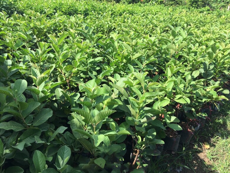 Không chỉ bán trái tươi, trên các sàn thương mại điện tử và nhiều vườn cây hiện nay còn cung cấp giống ổi ruột hồng với giá từ vài chục nghìn đồng mỗi cây.