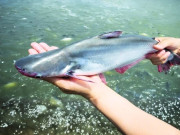 Tin tức - Nuôi loài cá có tên như "loài hoa", thịt trắng lại thơm mùi đặc trưng, anh nông dân vươn lên làm giàu