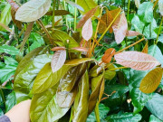 Tiêu dùng - Nghề lạ ở Việt Nam: Rau dại mọc bìa rừng, nay "đổi đời" thành đặc sản, nông dân đem về trồng 5 tháng là thu hoạch