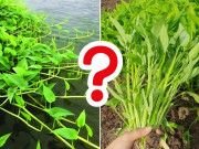 Sức khỏe - Rau muống cạn và rau muống nước loại nào sạch và ngon hơn? Lời khuyên của chuyên gia khác xa điều mọi người nghĩ