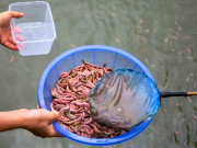 Nghề lạ ở Việt Nam: Nửa đêm thức dậy soi đèn, cầm lưới ra ruộng bắt con "lộc trời", ra chợ bán 500.000 đồng/kg