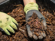 Tin tức - Nuôi con "một vốn bốn lời" lại dễ chăm sóc, anh nông dân rủng rỉnh kiếm tiền triệu, vươn lên làm giàu