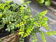 Tin tức - Nghề lạ ở Việt Nam: Cây dại ở bờ rào mang về trồng 6 tháng là thu hoạch, dân hái lá bán quanh năm, thành đặc sản