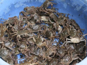 Tin tức - Đặc sản có tên vô cùng lạ, xưa ít ai biết đến nay thành món khoái khẩu được ưa chuộng ở thành phố, 200.000 đồng/kg