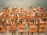 Tin tức - Nghề lạ ở Việt Nam: Nuôi loài vật có vẻ ngoài nhìn “rợn tóc gáy” 6 tháng là xuất bán, nông dân vươn lên làm giàu