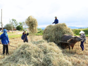 Tin tức - Nghề lạ ở Việt Nam: Thứ từng bị vứt bỏ nay lên đời thành "đặc sản vàng mềm" giúp nông dân kiếm tiền làm giàu