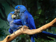 Lifestyle - 5 loài chim được giới siêu giàu chọn làm thú cưng, có con đắt hơn cả siêu xe, giá trị lên đến hàng tỷ đồng