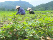 Tin tức - Loại cây được ví là "vàng đen", từng mọc hoang khắp nơi giờ trồng 4 tháng cho thu hoạch, nông dân thu lãi đậm