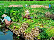 Tin tức - Nghề lạ ở Việt Nam: Nông dân kiếm tiền triệu nhờ thứ tưởng bỏ đi, tới mùa thu hoạch là xuất hiện đầy đường