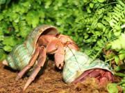 Lifestyle - 5 trào lưu nuôi thú cưng độc lạ ở Việt Nam: Có con nhìn vào sợ khiếp vía, có loài mệnh danh chăm chỉ nhất thế giới