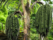 Tin tức - Loại hạt xưa rụng đầy vườn không ai ăn, giờ thành đặc sản được ưa chuộng, 200.000 đồng/kg vẫn cháy hàng