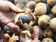 Tin tức - Loại quả xưa rụng đầy sân không ai ngó ngàng, nay thành đặc sản được săn lùng, ép dầu giá 300.000 đồng/lít