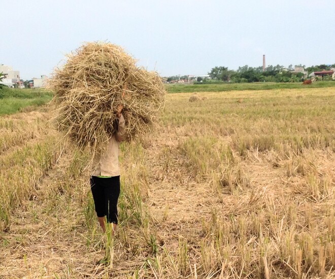 Thứ từng bị vứt bỏ nay lên đời thành đặc sản vàng mềm giúp nông dân kiếm tiền làm giàu 1 Rơm rạ bị xem là thứ đi vì không đem lại giá trị, gây vướng víu, thậm chí gây ô nhiễm khi bị đốt hàng loạt.
