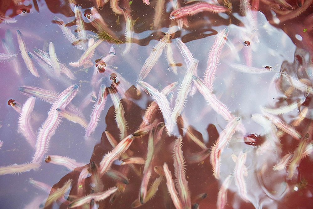 Vào chính vụ vào khoảng tháng 10 âm lịch, con rươi to đều, màu đỏ hồng, căng mọng, nhiều dinh dưỡng. Đây cũng là thời gian người dân thu hoạch rươi nhộn nhịp nhất trong năm. Thương lái từ khắp nơi đổ về thu mua, rươi thu hoạch đến đâu bán hết đến đó.