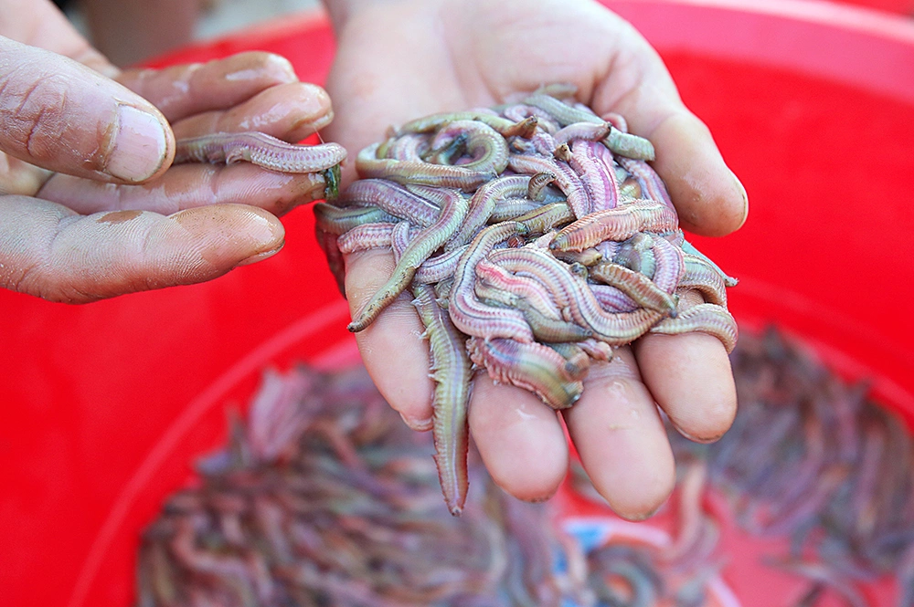 Loài này chỉ sống trong môi trường sạch, không hóa chất nên người dân rất yên tâm khi chế biến thức ăn. 