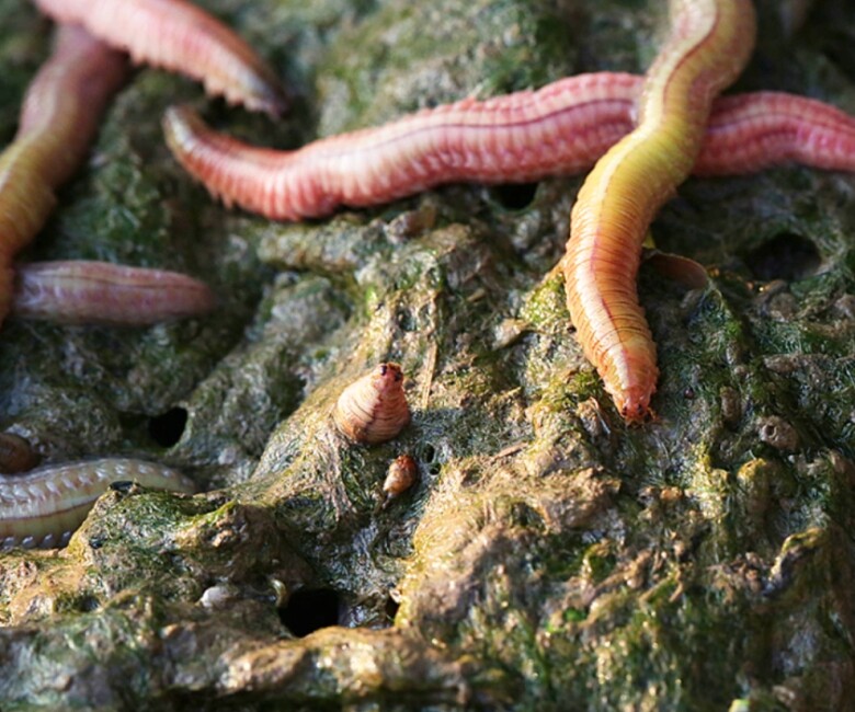 Tuy sở hữu vẻ ngoài khiến nhiều người “rợn tóc gáy” song không thể phủ nhận trong rươi có nhiều dưỡng chất tốt cho sức khỏe như protein, lipid, cùng các khoáng chất thiết yếu canxi, sắt, kẽm, kali…