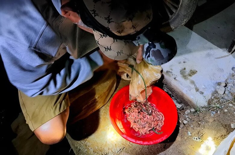 Công cụ đi bắt rươi cũng đơn giản chỉ cần chiếc đèn soi sáng đội trên đầu, lưới hoặc vợt và dụng cụ để đựng rươi. Mỗi ngày đi bắt rươi, người dân có thể kiếm được 500.000 - 1 triệu đồng.