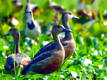 Nông dân thu lãi đậm nhờ nuôi loài vịt bay như chim, cứ tới mùa là đẻ sòn sòn, giá gần 400.000 đồng/kg