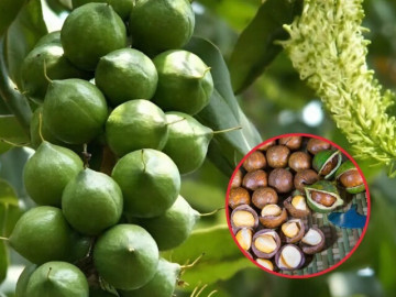 Anh nông dân đổi đời nhờ cây nữ hoàng quả khô, có lớp vỏ cứng như đá, chợ Việt bán đến 500.000 đồng/kg