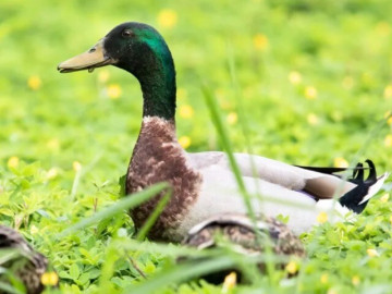 Nuôi con vật có vẻ ngoài "độc lạ", từng sống hoang dã nay thành đặc sản, anh nông dân đổi đời vươn lên làm giàu