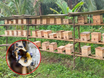 Nuôi loài chăm chỉ nhất nhì thế giới, nghe tên là "ngượng đỏ mặt", anh nông dân vươn lên làm giàu