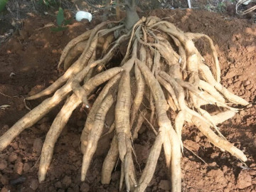 Nông dân đổi đời nhờ loài cây trước kia mọc dại, được ví là “vàng trắng” giá đến 450.000 đồng/kg