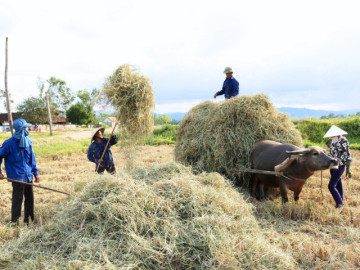 Nghề lạ ở Việt Nam: Thứ từng bị vứt bỏ nay lên đời thành "đặc sản vàng mềm" giúp nông dân kiếm tiền làm giàu