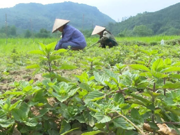Loại cây được ví là "vàng đen", từng mọc hoang khắp nơi giờ trồng 4 tháng cho thu hoạch, nông dân thu lãi đậm