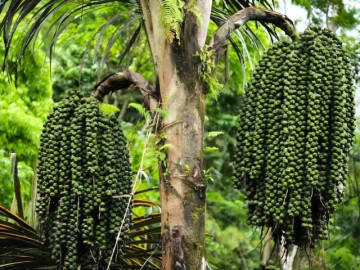 Tin tức - Loại hạt xưa rụng đầy vườn không ai ăn, giờ thành đặc sản được ưa chuộng, 200.000 đồng/kg vẫn cháy hàng