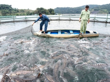 Loại cá trước đây chỉ dành cho vua chúa, nay thành đặc sản được dân thành phố ưa chuộng, giá 500.000 đồng/kg
