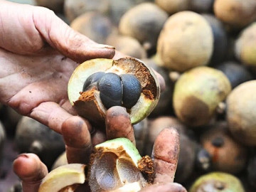 Loại quả xưa rụng đầy sân không ai nhặt nay thành đặc sản đắt khách, giá thành phẩm 300.000 đồng/lít được săn lùng