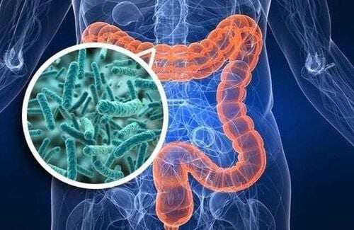Vi khuẩn Clostridium là họ vi khuẩn kỵ khí, có khả năng sinh độc tố mạnh, nguy hiểm khi bị nhiễm. Ảnh minh họa. 