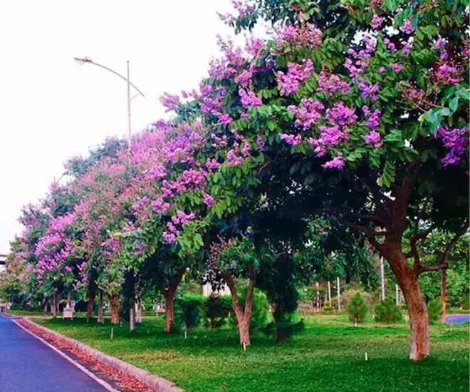 Cây tử vi hay còn được gọi là bằng lăng được trồng nhiều ở các đô thị, khuôn viên trường học để làm cảnh, lấy bóng mát. Ảnh minh họa. 