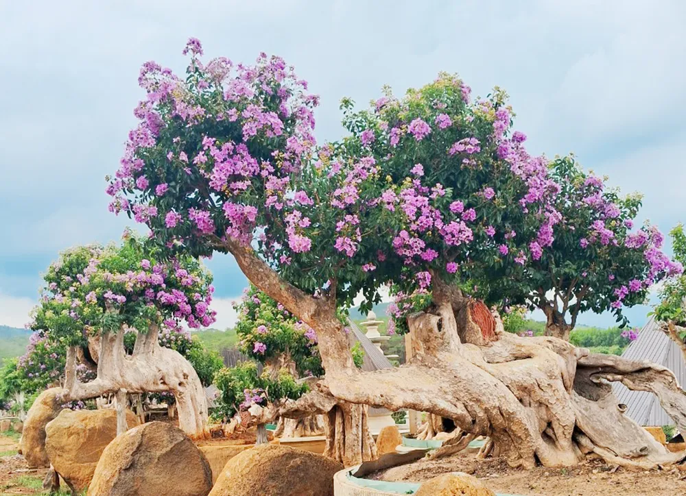 Phần vỏ, hoa, lá và rễ của cây tử vi để có tác dụng chữa bệnh, tốt cho sức khỏe. Ảnh minh họa.