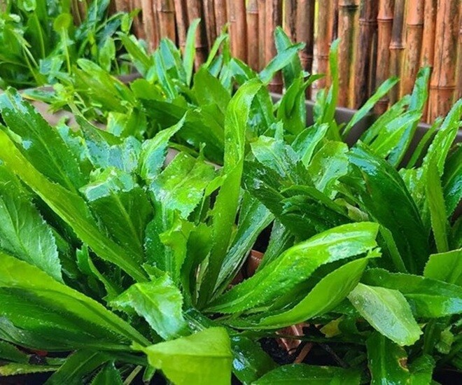 Rau mùi tàu rất dễ trồng và có nhiều tác dụng với sức khỏe, mọi người nên ăn thường xuyên. Ảnh minh họa. 