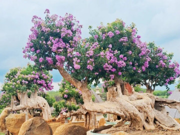 Loại cây có nhiều trên vỉa hè ở thành phố, nghe tên rất phong thủy, vỏ và lá trị được nhiều bệnh,...