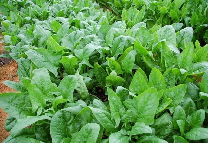 1. Trong 100g rau chân vịt có đến 0,53mg kẽm – khoáng chất giúp tăng sức đề kháng, hỗ trợ sản sinh hormone và cải thiện sức khỏe da, tóc. Rau chân vịt còn chứa sắt, magiê và vitamin C, nên đặc biệt tốt cho người thiếu máu hoặc hay mệt mỏi. 