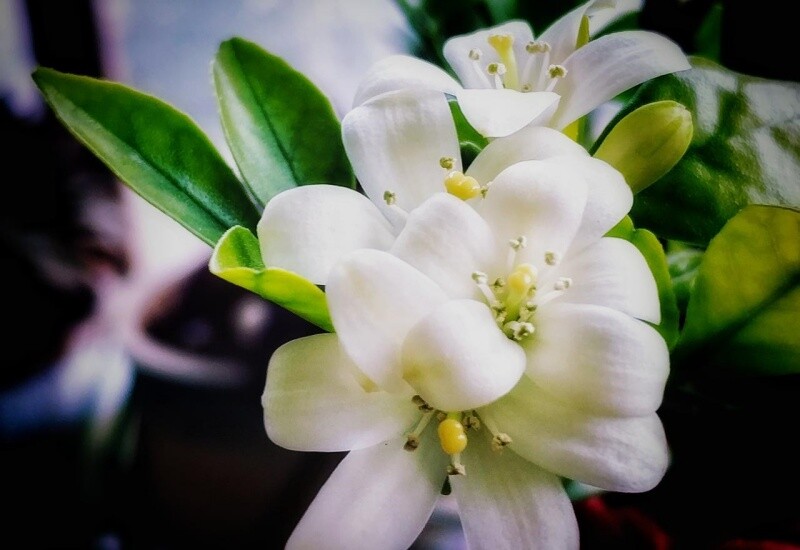 1. Trồng hoa nguyệt quế sẽ tiết kiệm luôn cả tiền nước hoa. Loài hoa này được mệnh danh là “máy xông tinh dầu vĩnh cửu”, một bông hoa thơm khắp nhà, 1 năm nở tới 200 ngày. Thơm lâu hơn hoa mộc, khỏe hơn hoa nhài, chỉ cần cắm xuống đất là sống. 