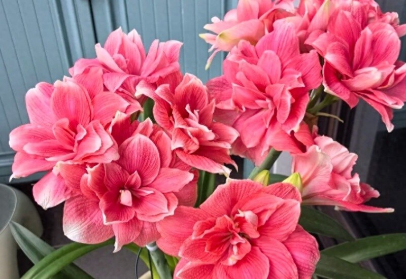 1. Hoa huệ tây là một trong những giống hoa huệ đẹp nhất hiện nay, nổi bật với cánh kép hoàn hảo và sắc hoa đỏ hồng rực rỡ, đầy quyến rũ. Hoa nở to, đều đặn, từng lớp cánh uốn lượn mềm mại như lụa, tạo nên vẻ ngoài kiêu sa, quý phái. 