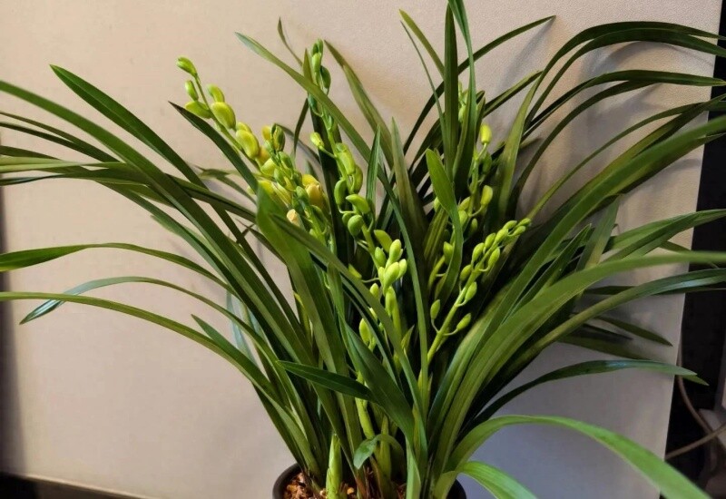 1. Hoa địa lan là loài hoa truyền thống nổi tiếng, tượng trưng cho vẻ đẹp thanh khiết và phẩm chất cao quý. Khi nở, hoa địa lan tỏa hương thơm nhẹ nhàng, tinh tế, được ví như phong thái người quân tử.